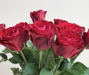 Roze, "Madam Red" 50 cm